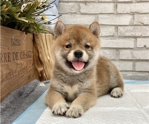 Nyn� jsou k dispozici d�ti shiba inu