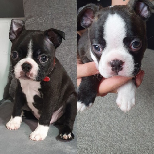 Bostonsk� teri�r �t��ata'