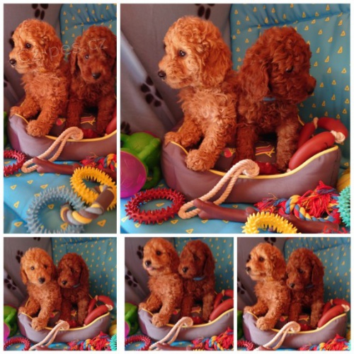 Miniaturn� / Toy pudl �t��ata