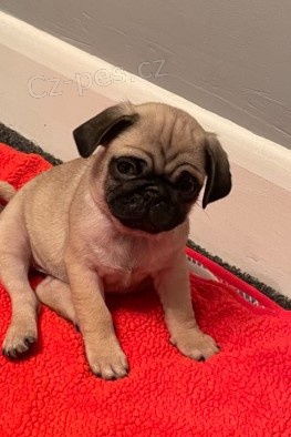 mops �t���tka