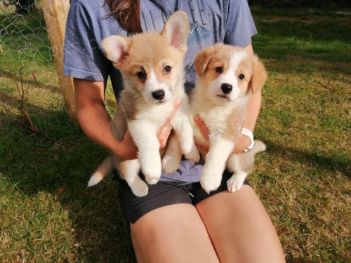 tata Pembrokeshire Corgi