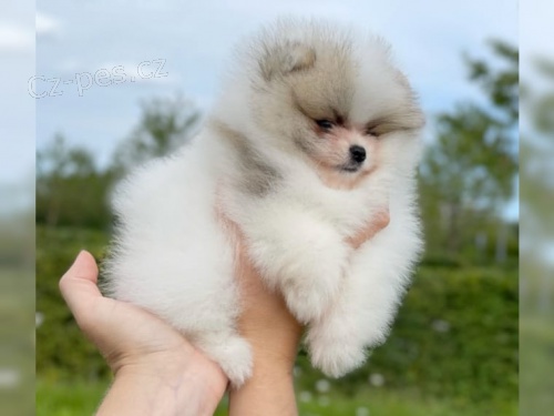 Pomeranian (trpasli�� �pic) �t��ata