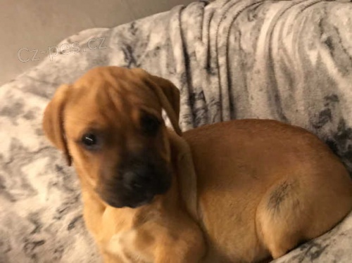 1 pes 1 fena (�t��ata bullmastif)