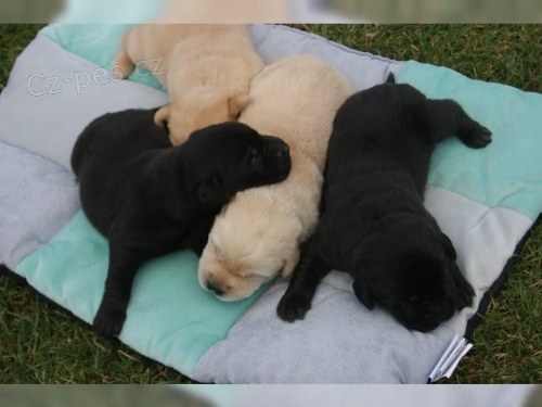  Labradorsk�ho Retr�vra �t�nata