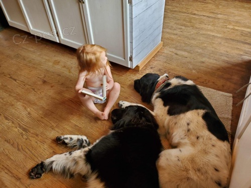 novofundlansky pes  pro nov� domovy