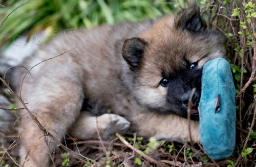 tata Eurasier hrav a zdrav tata Eurasier