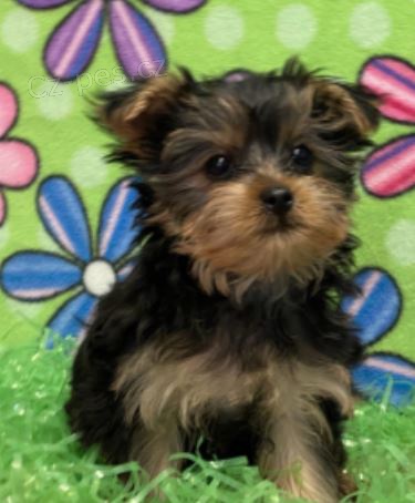 Jork��rsk� teri�r hledat �t��ata nov�ch domov� k adopci.