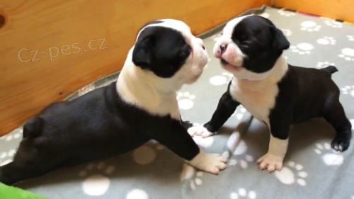 2 �t��ata miniaturn�c boston teri�r�