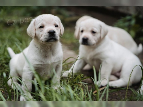 Labradorsk� retriever �ern� �t�n� s PP