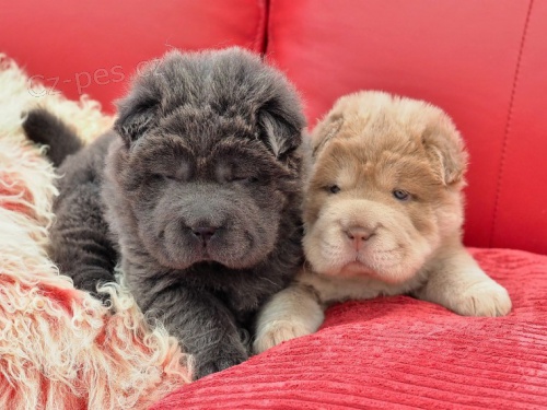 zskejte na prodej asn a zdrav tata arpej(SHAR-PEI).