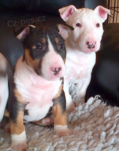 kr�sn� �t��ata anglick�ho bulteri�ra na prodej.