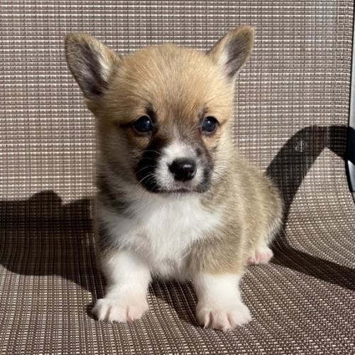 kr�sn� a and�lsk� �t��ata Pembroke Welsh Corgi na prodej MINI