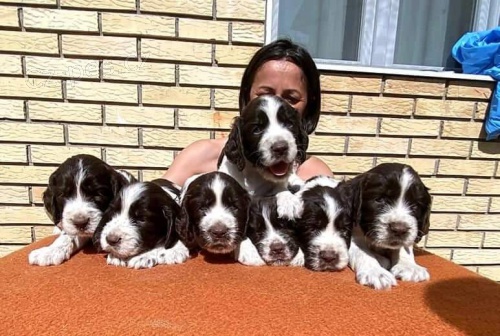 Anglick� �pringr�pan�l �t��ata