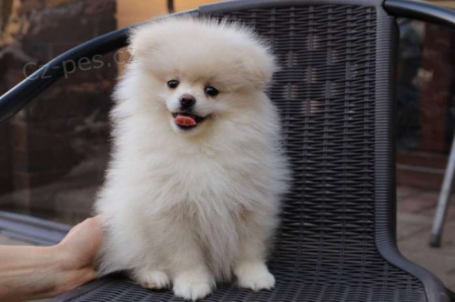 pomeranian k adopci