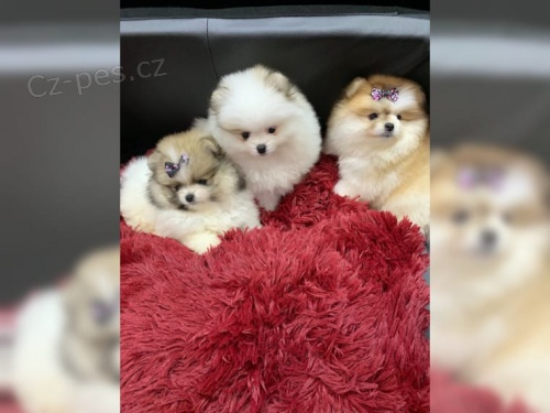 �t��ata trpasli��ch �pic�