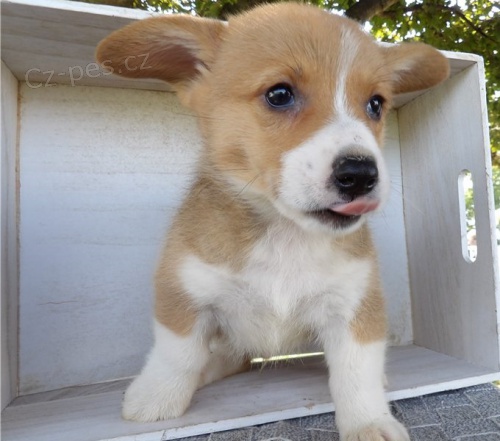 samci a samice tat pembroke corgi