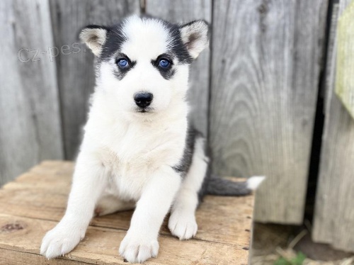 tata sibisk husky k dispozici