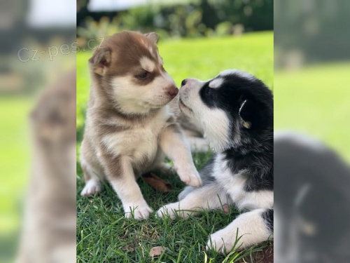 Kr�sn� Sibi�sk� husky