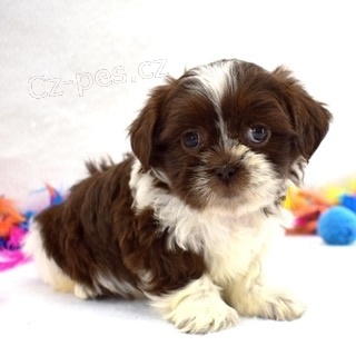 ADORABLE Teeny Tiny �MaltiTzu� n�vrh��sk� plemena CKC Pups