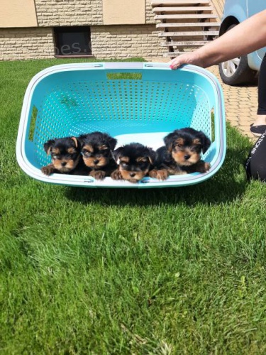 �t�n� York��rsk�ho teriera s PP