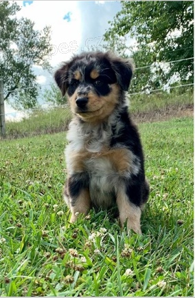 Australsk� teri�r �t��ata jsou p�ipravena k adopci a nov�m rodin�m.