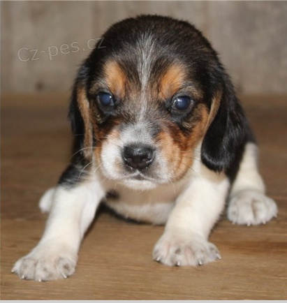 Beagle �t���tka jsou p�ipravena poznat nov� rodiny.