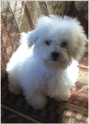 Bolo�sk� �t��ata jsou p�ipravena k adopci a nov�m rodin�m.