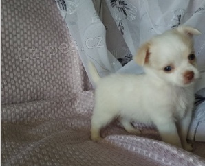 �ivava �t��ata pro adopci zdarma