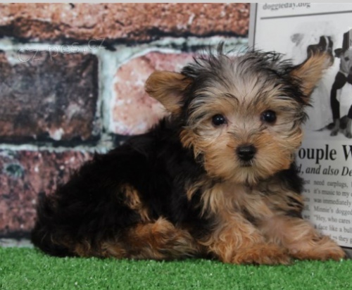 Jork��rsk� �t��ata jsou p�ipravena na nov� rodiny