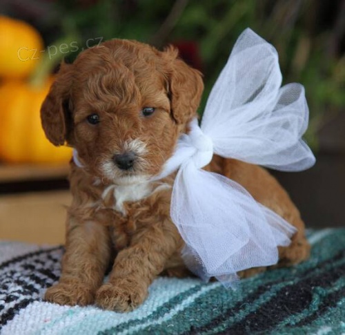 trpasli��ch pudl�.