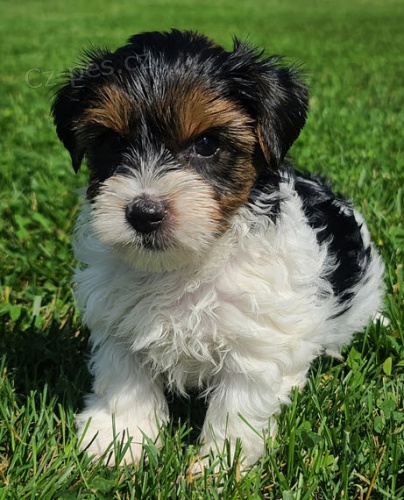 Prod�m �t���tka Biewer yorkie.