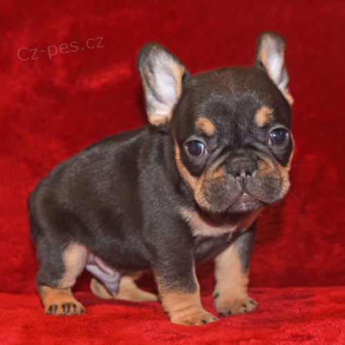 francouzsk� buldo�ek.