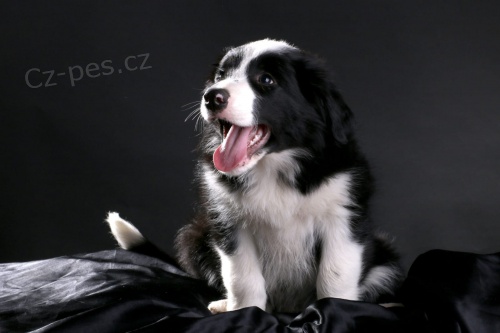 Kr�sn� �t���tka border kolie