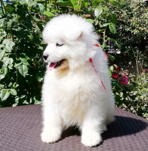 3 samojed chlupat� �t���tka k adopci