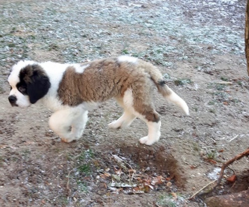 �t��ata svat�ho bernarda dostupn�