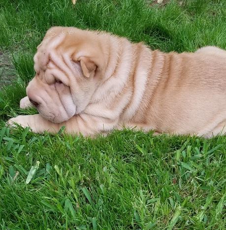 2 Shar Pei �t��ata k dispozici kontakt pro v�ce informac� a obr�zk�