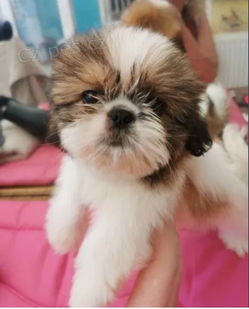 krsn tata shihtzu