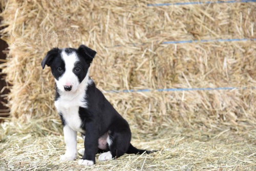 �t��ata Border kolie k dispozici