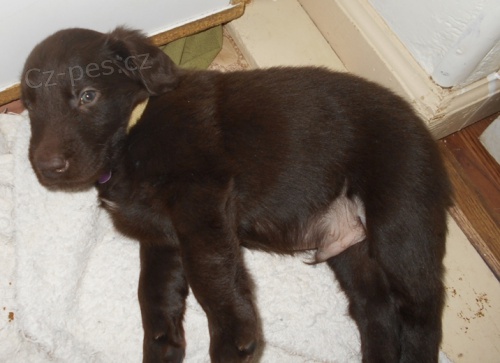 tata Flat coated Retriever k dispozici