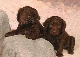 2 �t��ata americk�ho vodn�ho �pan�la pro nov� domovy