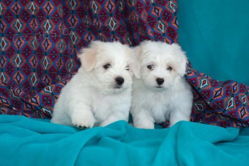 coton de tulear stane chlapec a d�vka