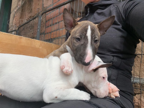 Miniaturn� �t��ata BullTerrier pro nov� domovy