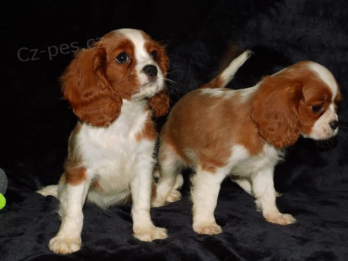 Kaval�r King  �pan�l �t��ata, kte�� hledaj� nav�dy domovy.