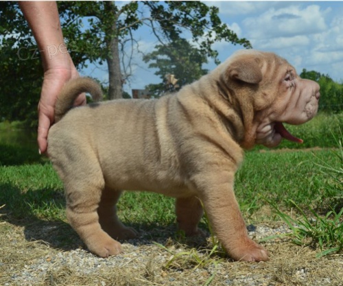 Shar-Pei jsou p�ipraveni k adopci.
