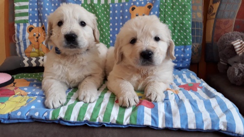 hrav� a zdrav� �t��ata zlat�ho retr�vra