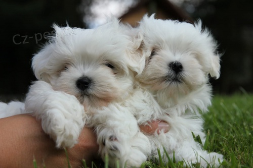 2 maltezsky  hledat �t��ata nov�ch domov� k adopci.