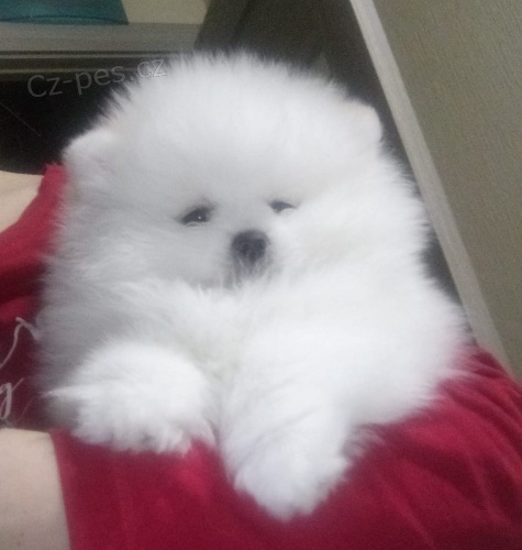 kr�sn� �t���tka volpino ( pomeranian )  hledaj�c� nov� domovy