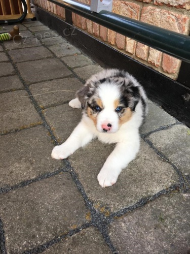 2 Australsk� ov��k pro nov� rodi�e.