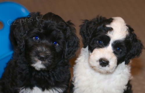 Prod�m �t��ata portugalsk�ho vodn�ho psa.