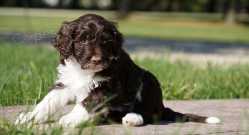 kr�sn� a zdrav� �t��ata portugalsk�ho vodn�ho psa na prodej.